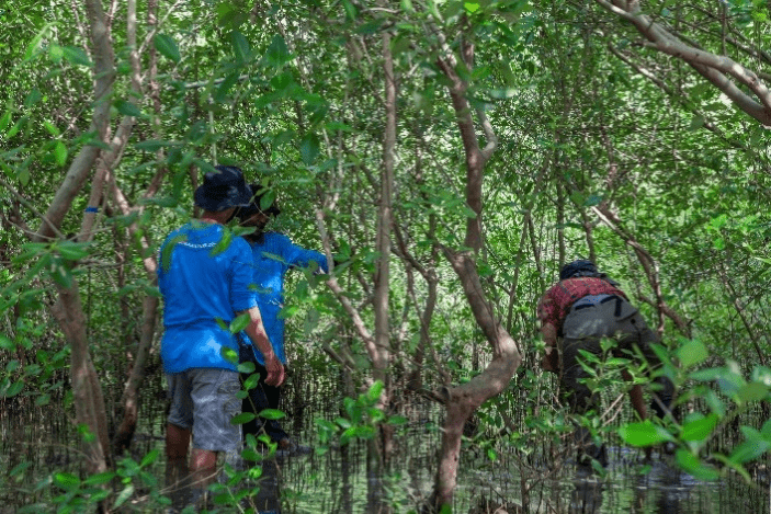 Pentingnya Konservasi Di Kawasan Hutan Mangrove Untuk Menjaga ...